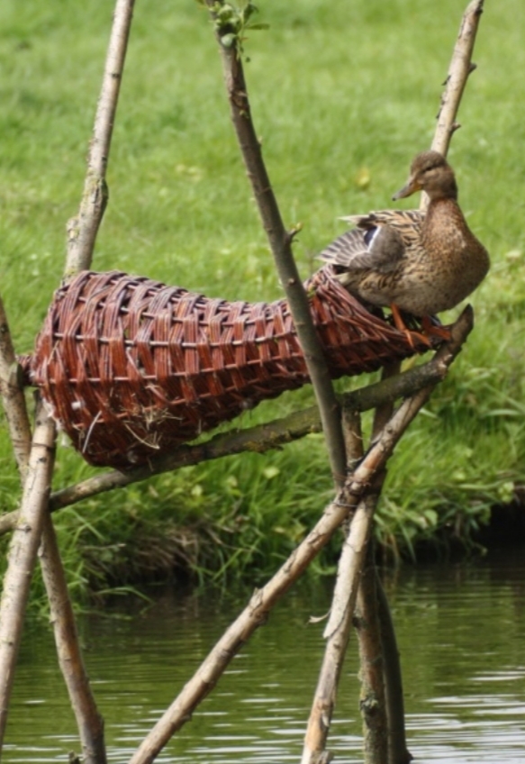 Nieuw Heeten eendenkooien-CF4I7889.jpg