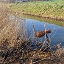 Eenden korven geplaatst (2026)